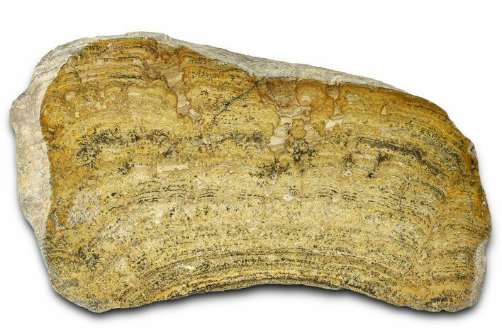 Polished Miocene Stromatolite (Chlorellopsis) - Crimea #362974